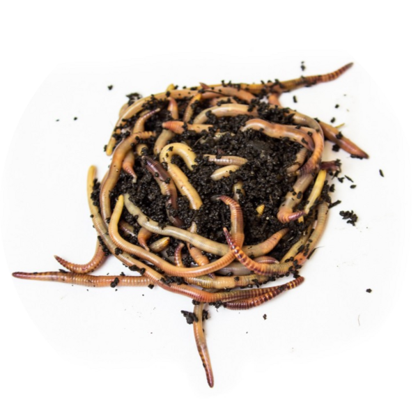 Wormen | Dendrobena | 15 stuks | Middel